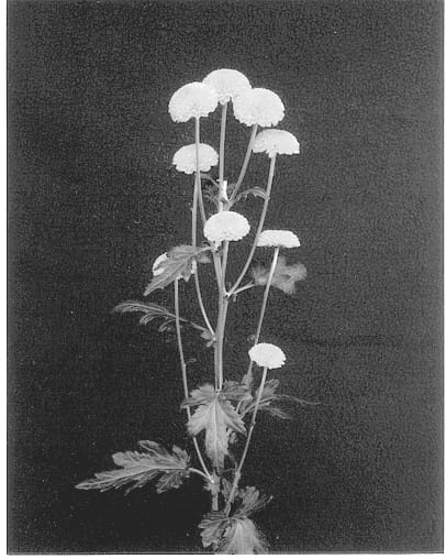 Figure 1 of US plant patent PP12922, the photograph of Goal printed in the patent.