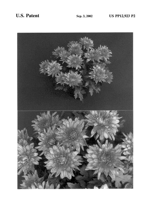 Figure 4 of US plant patent PP12923, the photograph of Dark Yodanville printed in the patent.