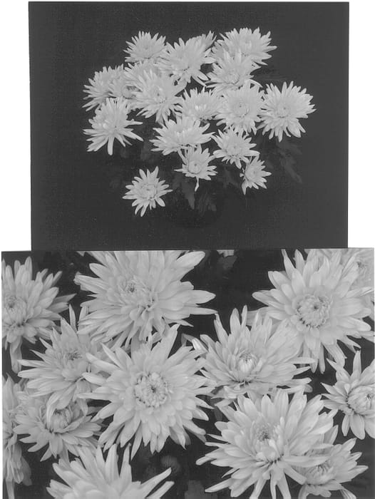 Figure 1 of US plant patent PP12924, the photograph of Yellow Yodanville printed in the patent.
