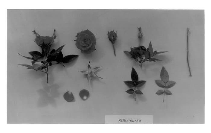 Figure 1 of US plant patent PP12925, the photograph of Korzipurka printed in the patent.