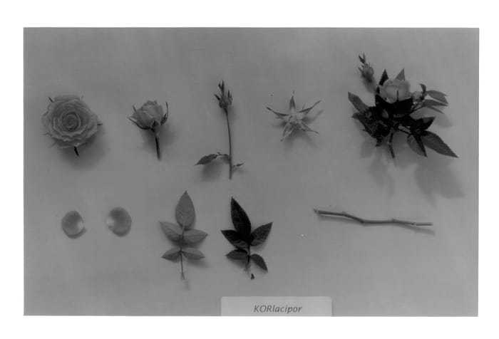 Figure 1 of US plant patent PP12926, the photograph of KORlacipor printed in the patent.