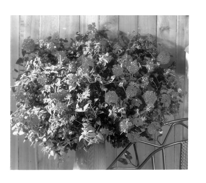 Figure 1 of US plant patent PP12927, the photograph of Balwilrose printed in the patent.