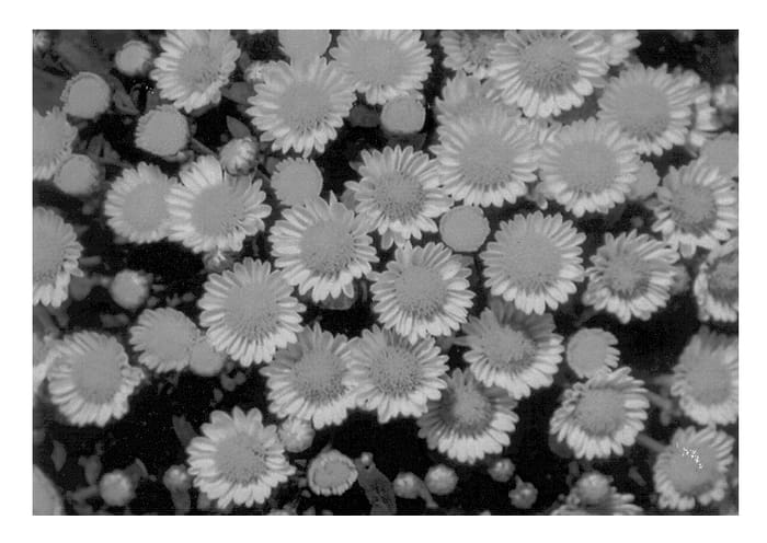 Figure 1 of US plant patent PP12929, the photograph of Venice printed in the patent.