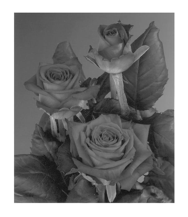 Figure 1 of US plant patent PP12930, the photograph of Preraclim printed in the patent.