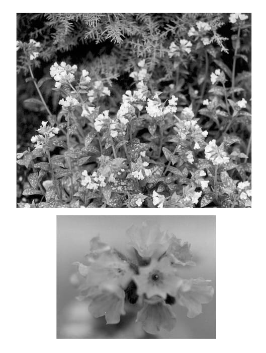 Figure 1 of US plant patent PP12931, the photograph of Ocupol printed in the patent.