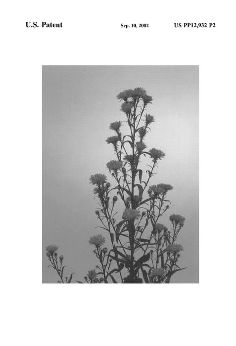 Figure 3 of US plant patent PP12932, the photograph of Dark Milka printed in the patent.