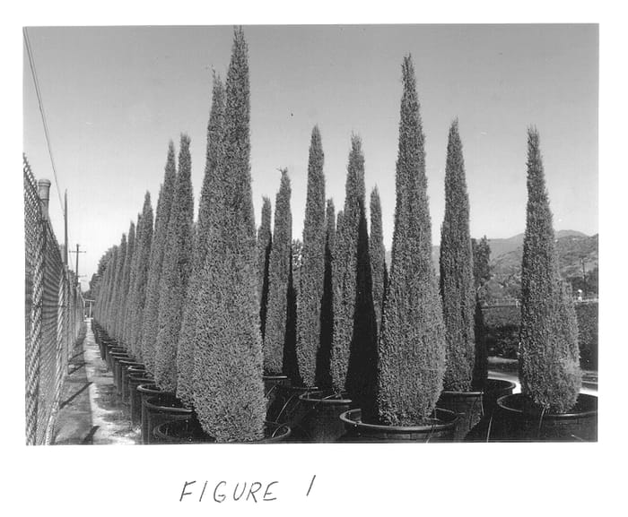 Figure 1 of US plant patent PP12933, the photograph of Monshel printed in the patent.