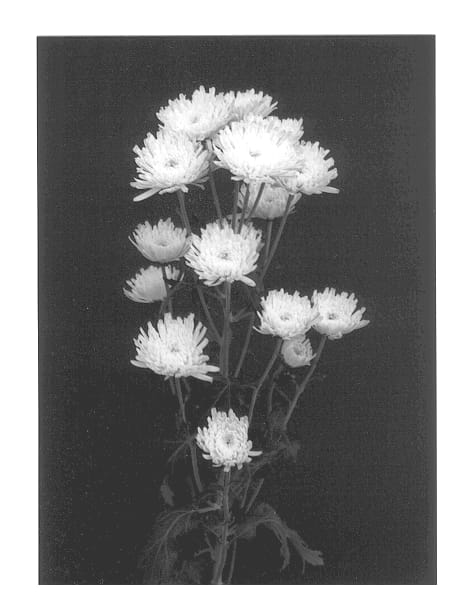 Figure 1 of US plant patent PP12934, the photograph of Spring printed in the patent.