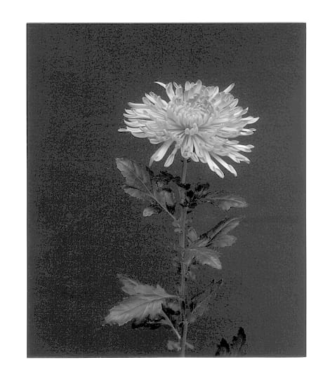 Figure 1 of US plant patent PP12935, the photograph of Mood printed in the patent.