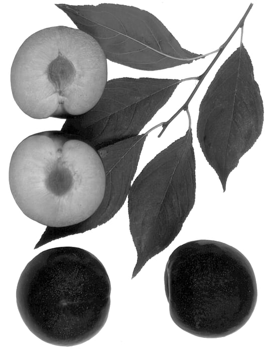 Figure 1 of US plant patent PP12936, the photograph of Flavor Treat printed in the patent.