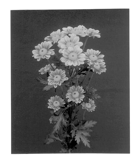 Figure 1 of US plant patent PP12937, the photograph of Bronze Centella printed in the patent.