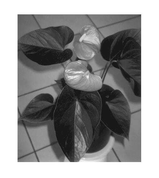 Figure 1 of US plant patent PP12938, the photograph of Rijnpilo printed in the patent.