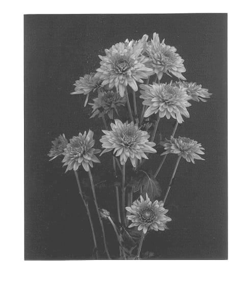 Figure 1 of US plant patent PP12939, the photograph of Logic printed in the patent.