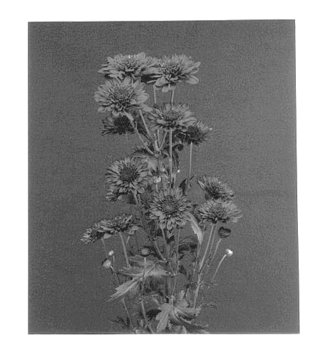 Figure 1 of US plant patent PP12940, the photograph of Shock printed in the patent.