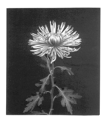 Figure 1 of US plant patent PP12941, the photograph of Dance printed in the patent.