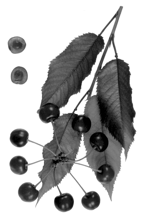 Figure 1 of US plant patent PP12942, the photograph of Minnie Royal printed in the patent.
