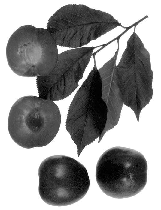 Figure 1 of US plant patent PP12943, the photograph of Crimson Heart printed in the patent.