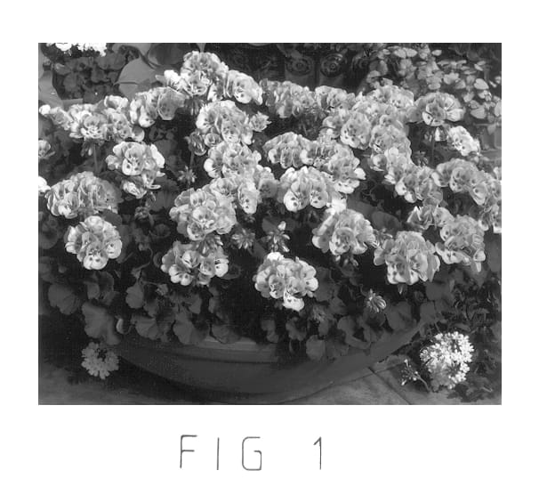 Figure 1 of US plant patent PP12944, the photograph of Amri Light Pink Spla II printed in the patent.