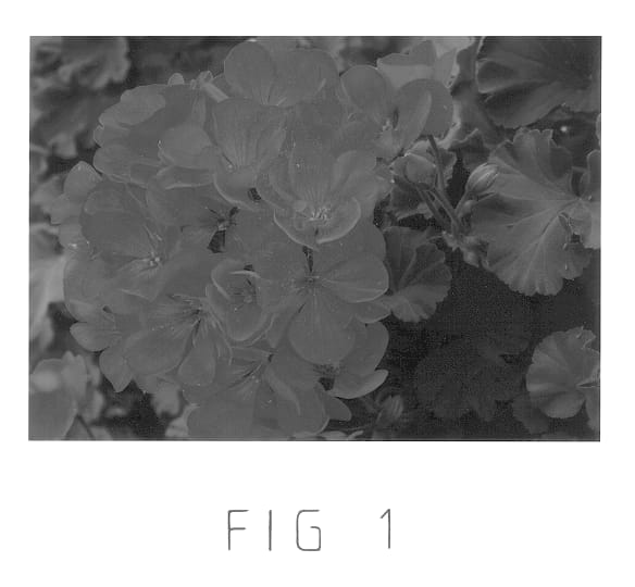 Figure 1 of US plant patent PP12945, the photograph of Clips Vio printed in the patent.