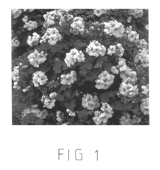 Figure 1 of US plant patent PP12946, the photograph of Free White printed in the patent.