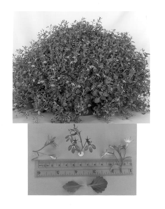 Figure 1 of US plant patent PP12947, the photograph of Laguna Blue Ice printed in the patent.