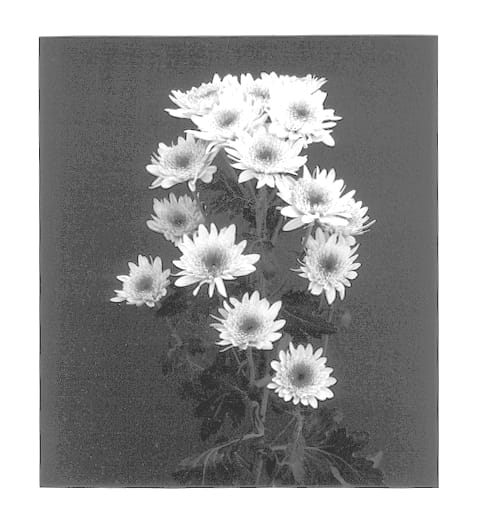 Figure 1 of US plant patent PP12948, the photograph of Yoswift printed in the patent.