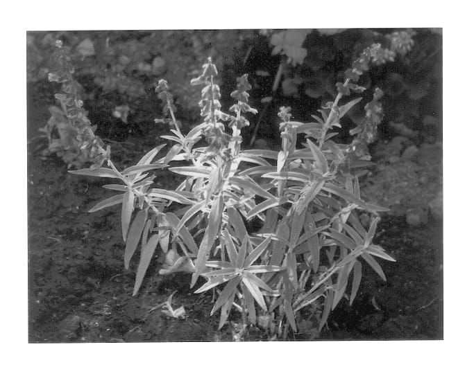 Figure 1 of US plant patent PP12949, the photograph of Santa Barbara printed in the patent.