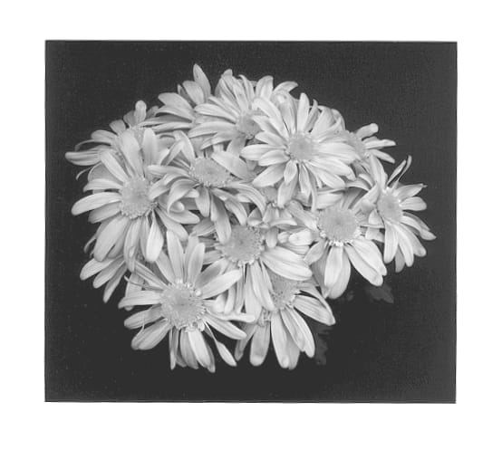 Figure 1 of US plant patent PP12950, the photograph of Pink Yograceland printed in the patent.