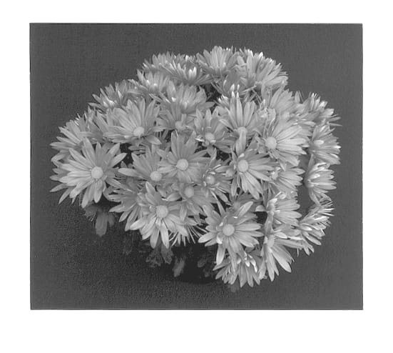 Figure 1 of US plant patent PP12951, the photograph of Coral Yonashville printed in the patent.