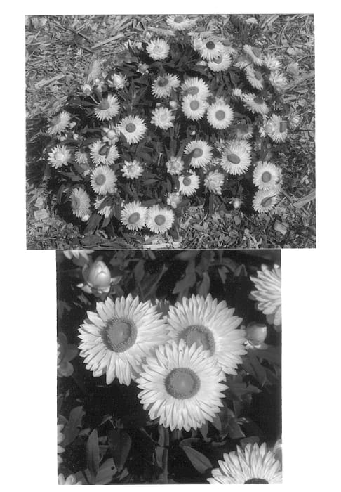 Figure 1 of US plant patent PP12952, the photograph of Redbralem printed in the patent.