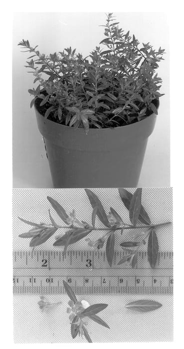 Figure 1 of US plant patent PP12953, the photograph of Light Lavender II printed in the patent.