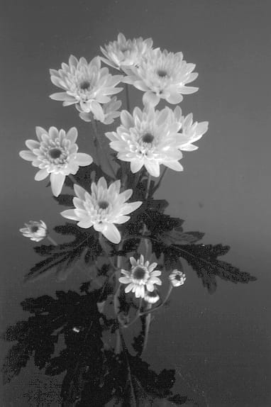 Figure 1 of US plant patent PP12954, the photograph of Cream Eurobelle printed in the patent.