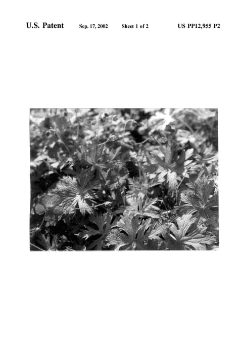 Figure 4 of US plant patent PP12955, the photograph of Blogold printed in the patent.