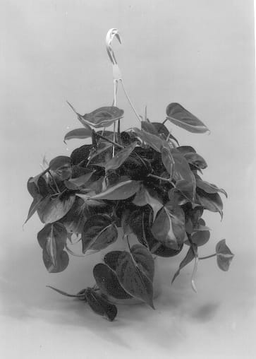Figure 1 of US plant patent PP12956, the photograph of Brasil printed in the patent.