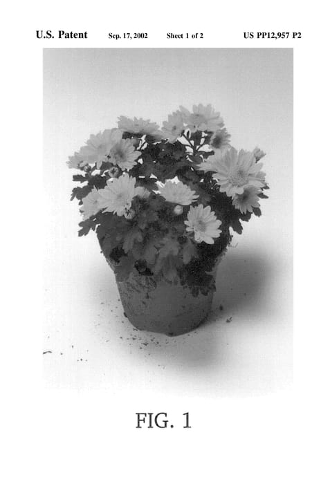 Figure 3 of US plant patent PP12957, the photograph of Teton printed in the patent.