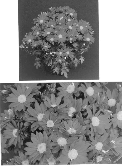 Figure 1 of US plant patent PP12958, the photograph of Dark Regal Yodavis printed in the patent.