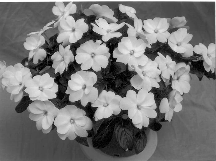 Figure 1 of US plant patent PP12959, the photograph of Ovation Bright White printed in the patent.
