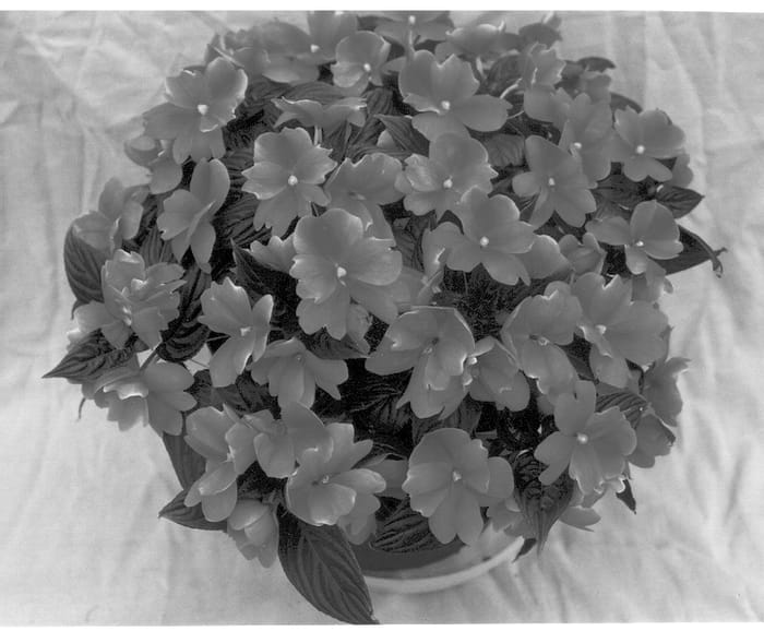 Figure 1 of US plant patent PP12960, the photograph of Ovation Orchid Star printed in the patent.