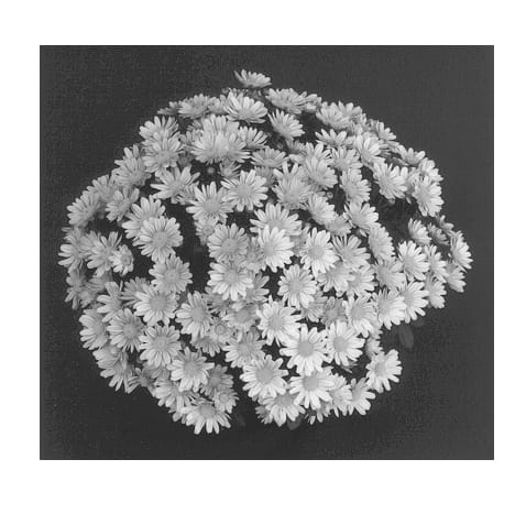 Figure 1 of US plant patent PP12961, the photograph of Apricot Cherie printed in the patent.