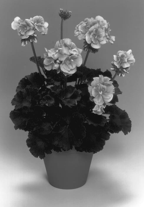 Figure 1 of US plant patent PP12962, the photograph of Pacdala printed in the patent.