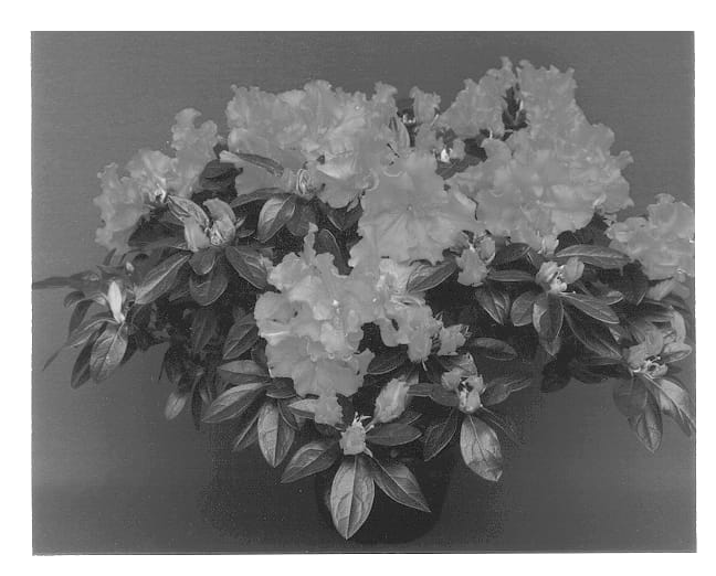 Figure 1 of US plant patent PP12963, the photograph of Ornament printed in the patent.