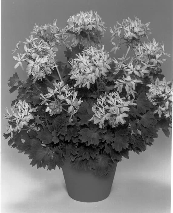 Figure 1 of US plant patent PP12964, the photograph of Fiwopink printed in the patent.