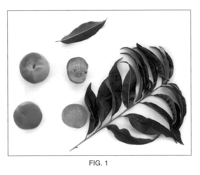 Figure 1 of US plant patent PP12965, the photograph of TROPICPEACHONE printed in the patent.