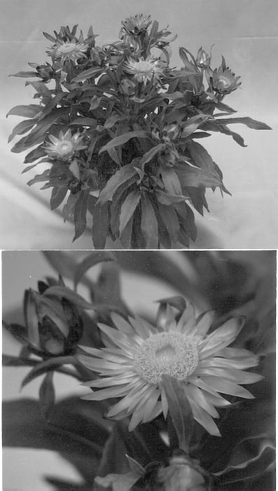 Figure 1 of US plant patent PP12966, the photograph of Redbrapin printed in the patent.
