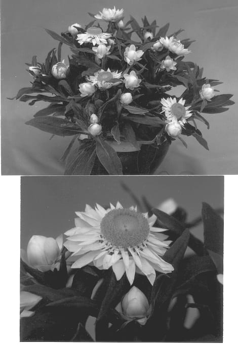 Figure 1 of US plant patent PP12967, the photograph of Redbrawhi printed in the patent.