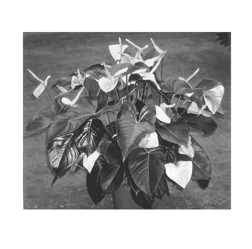 Figure 1 of US plant patent PP12968, the photograph of Martine printed in the patent.