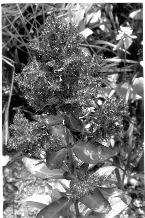 Figure 1 of US plant patent PP12969, the photograph of Empty Feelings printed in the patent.