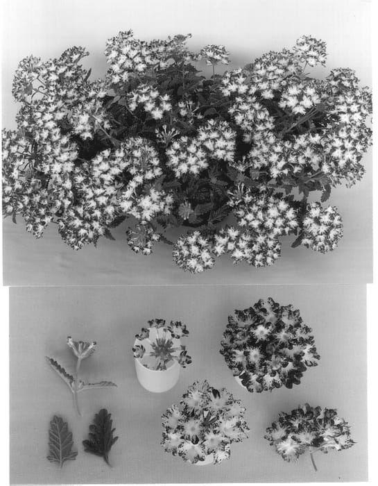 Figure 1 of US plant patent PP12970, the photograph of Kievertriviok printed in the patent.