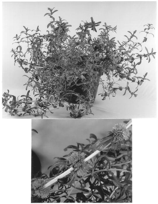 Figure 1 of US plant patent PP12971, the photograph of Snowcones Purple printed in the patent.