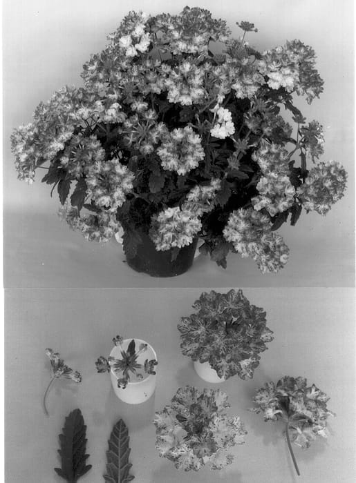 Figure 1 of US plant patent PP12972, the photograph of Kieverfros printed in the patent.